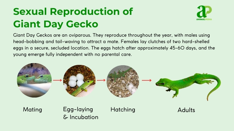 sexual reproduction of giant day gecko