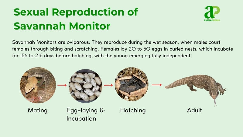 sexual reproduction of savannah monitor