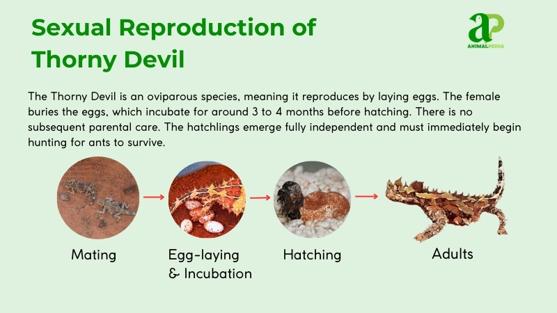 sexual reproduction of thorny devil