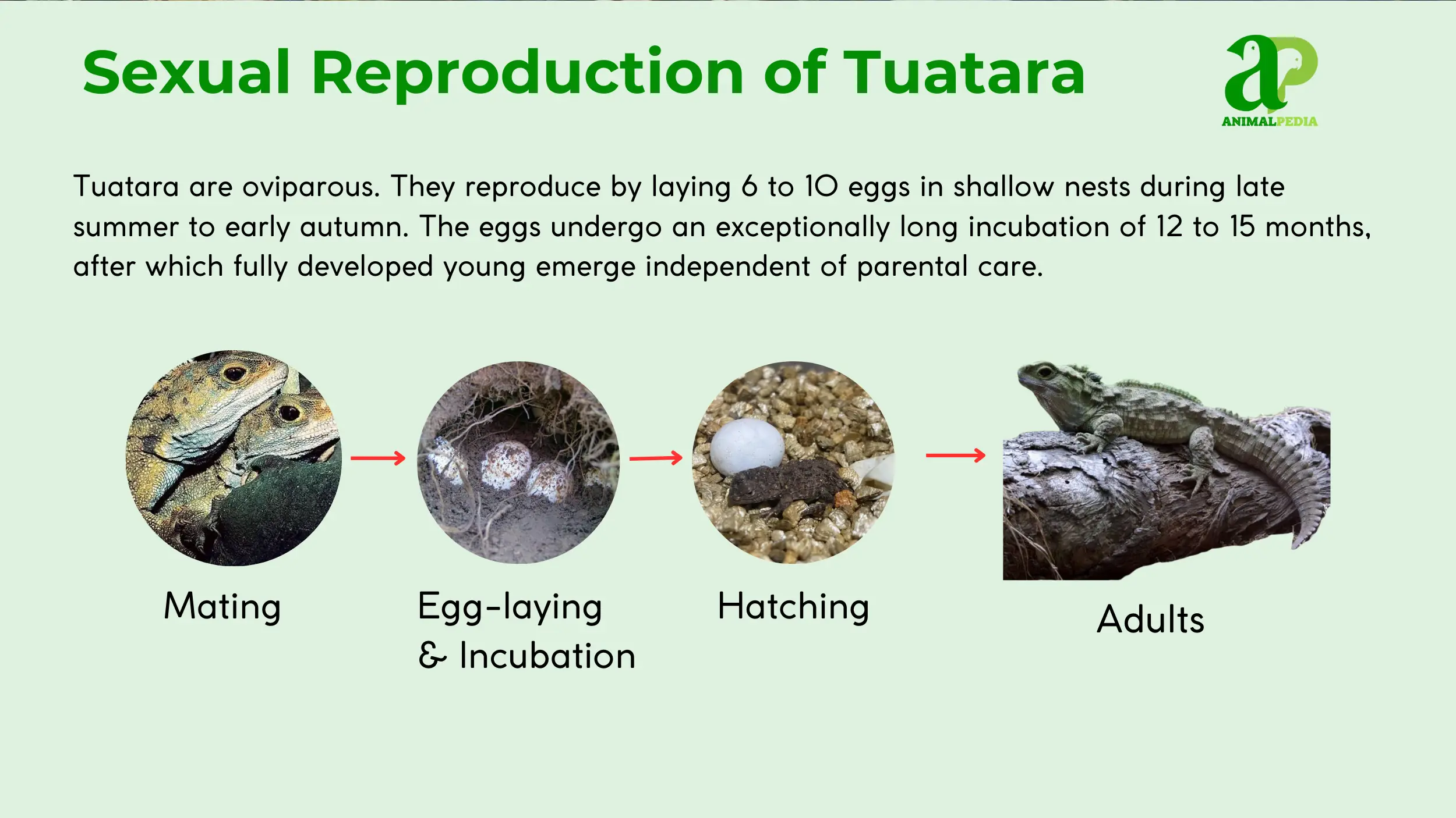 sexual reproduction of tuatara