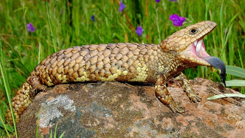 shingleback skink daily seasonal patterns
