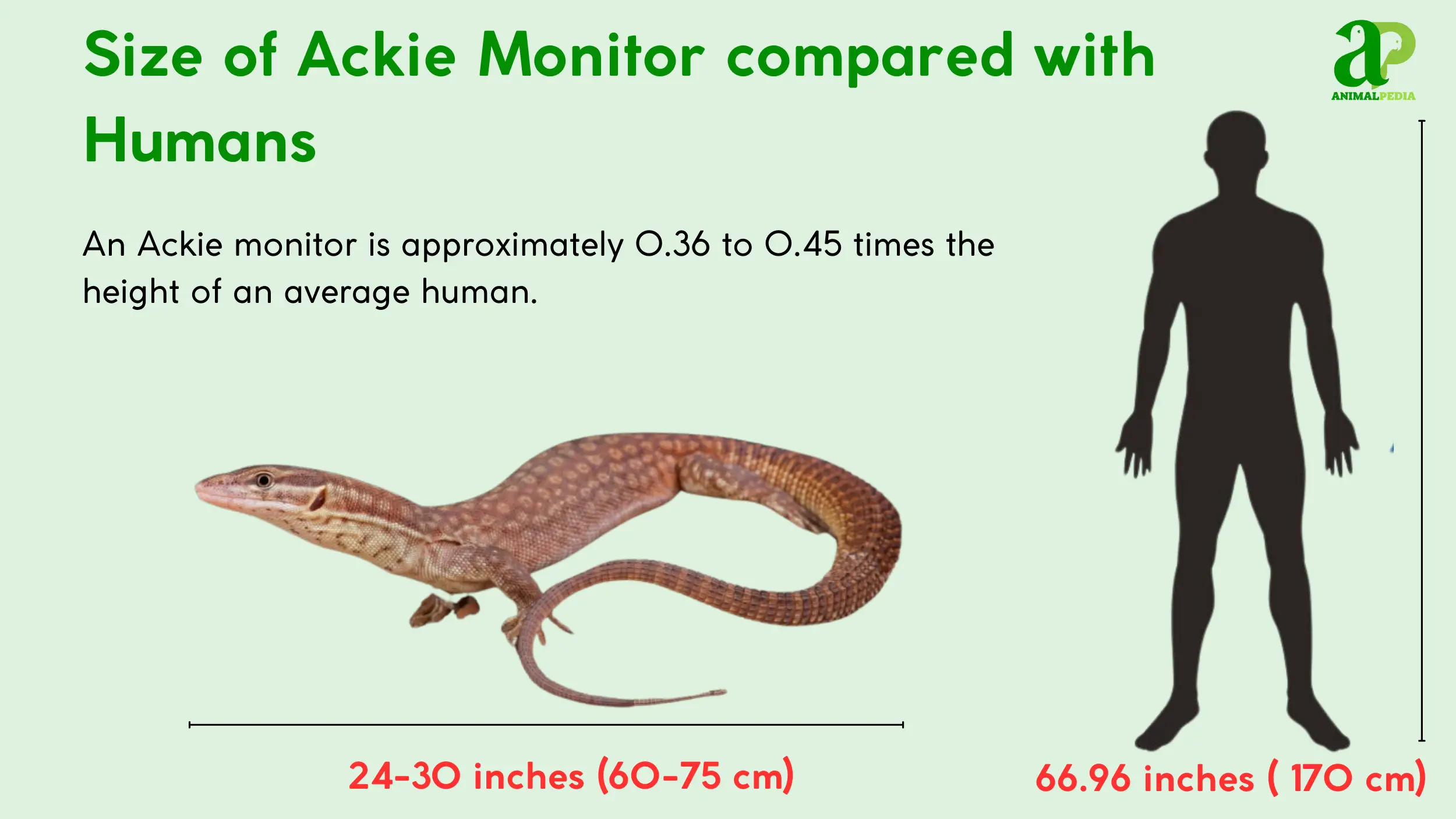 size of ackie monitor compared with humans