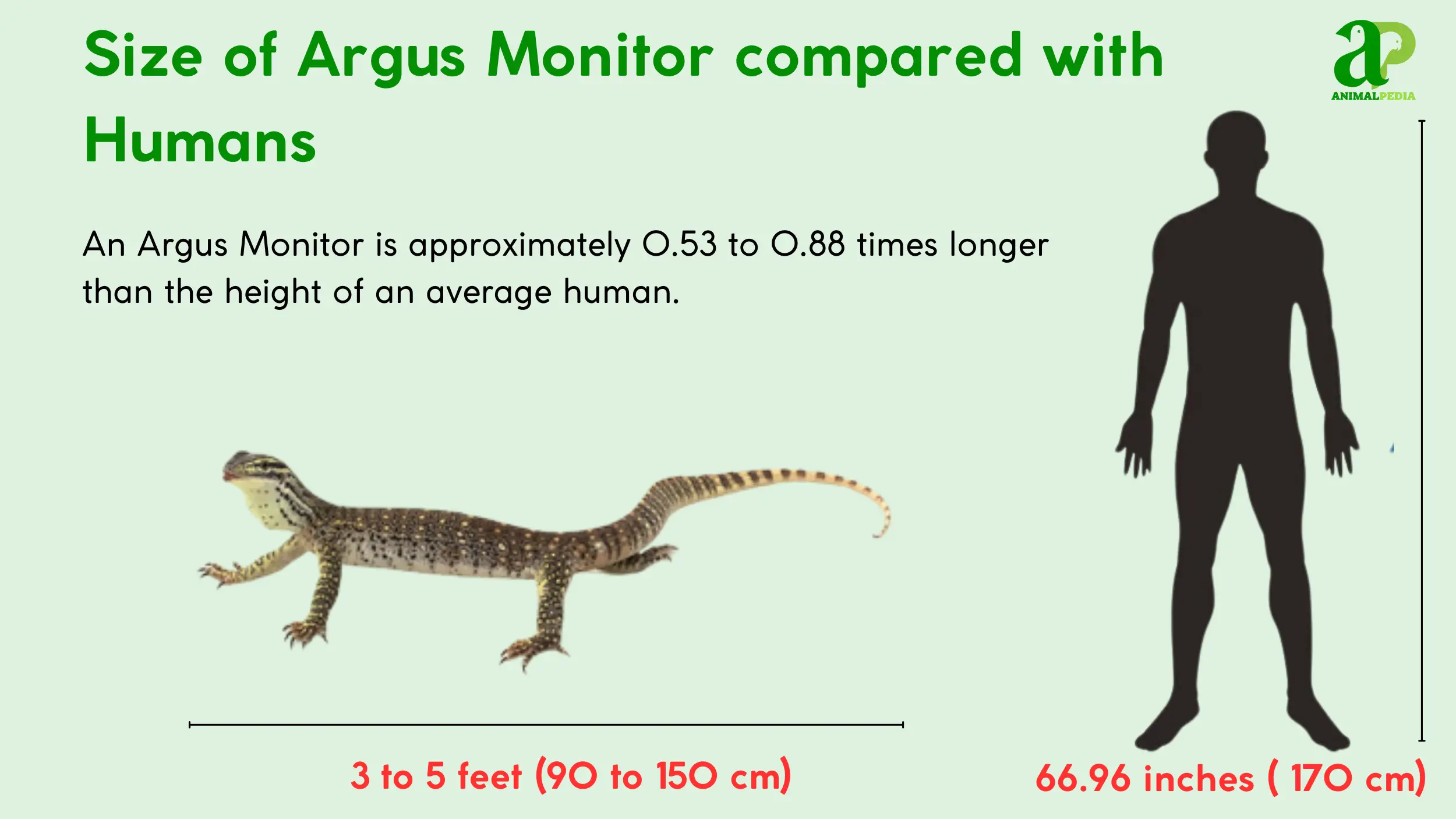 size of argus monitor compared with humans