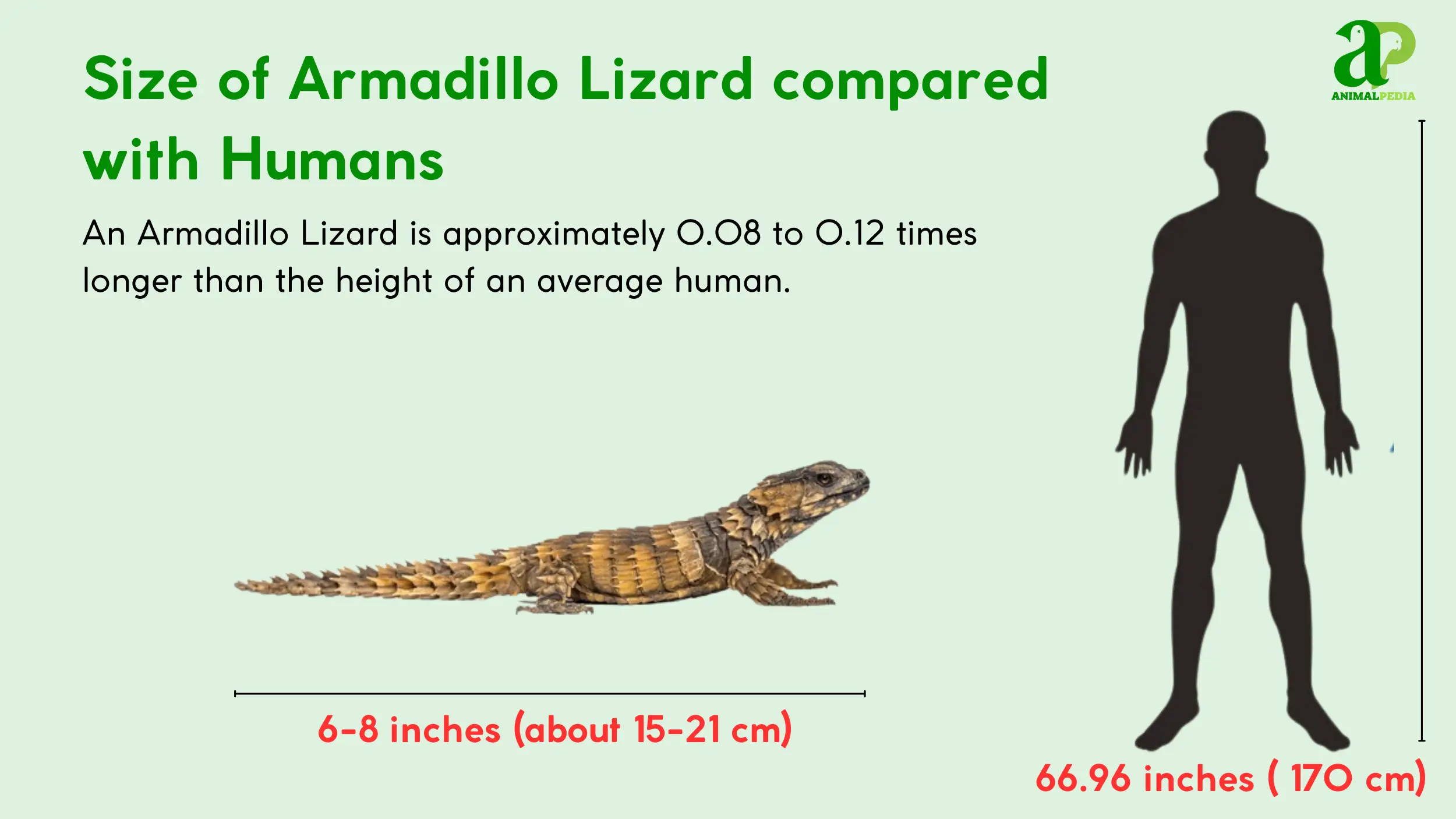 size of armadillo lizard compared with humans