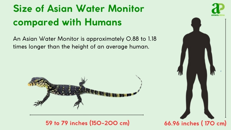 size of asian water monitor comapared with huamns
