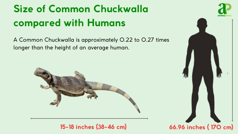 size of common chuckwalla compared with humans