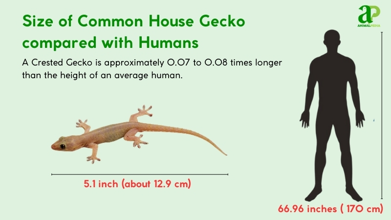 size of common house gecko compared with human