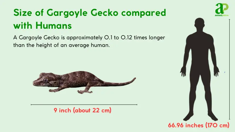 size of gargoyle gecko compared with humans