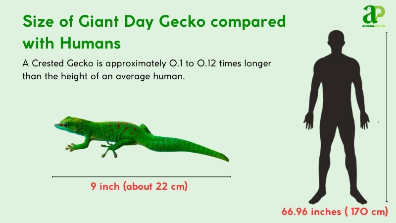 size of giant day gecko compared with humans