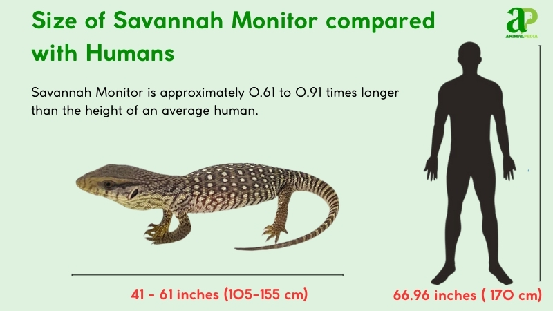size of savannah monitor compared with humans