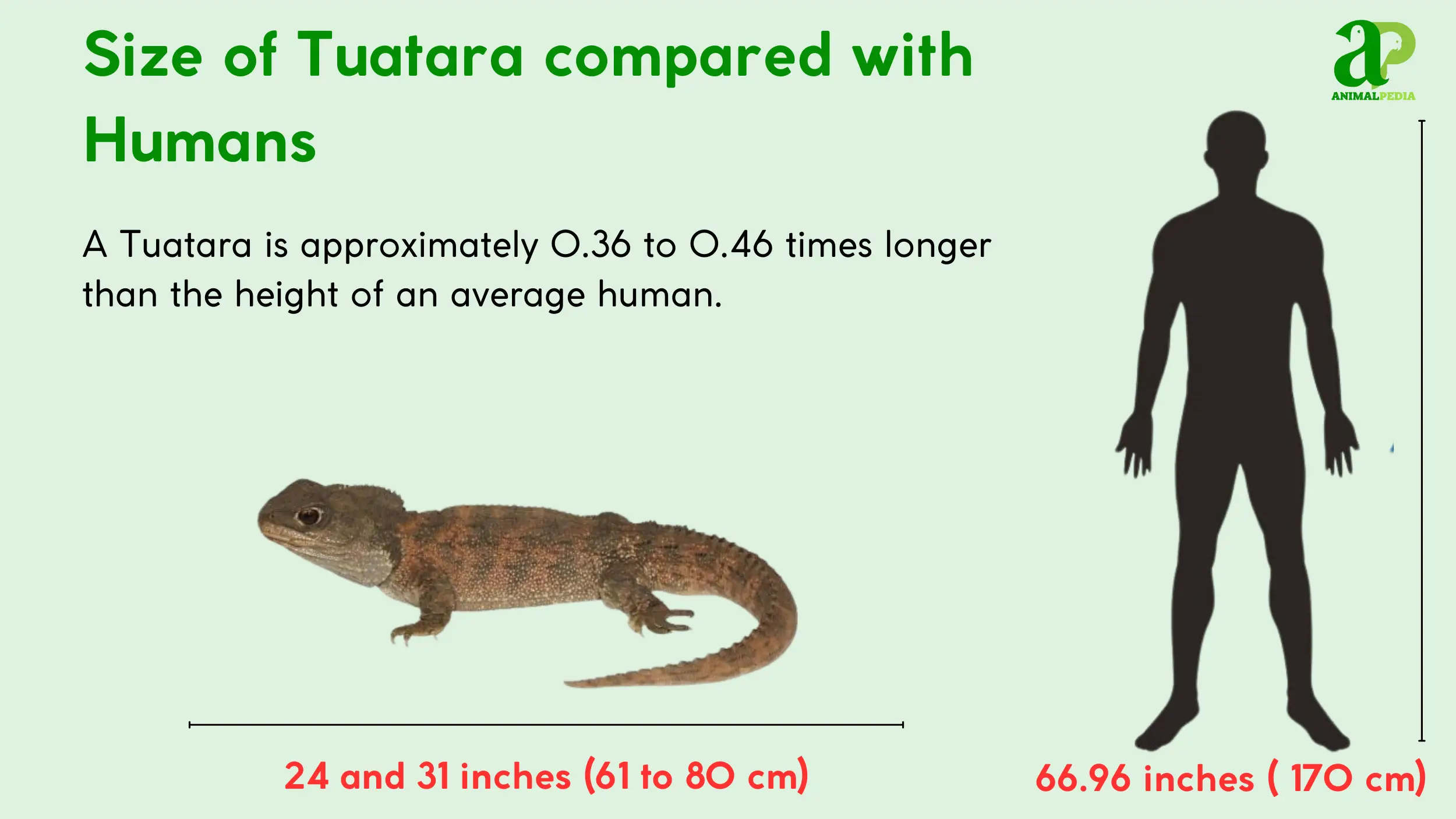 size of tuatara compared with humans