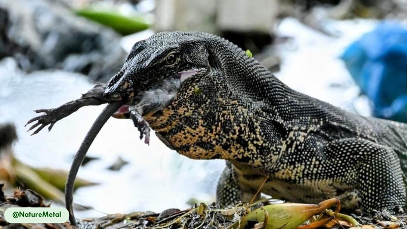 social structure in asian water monitor mating