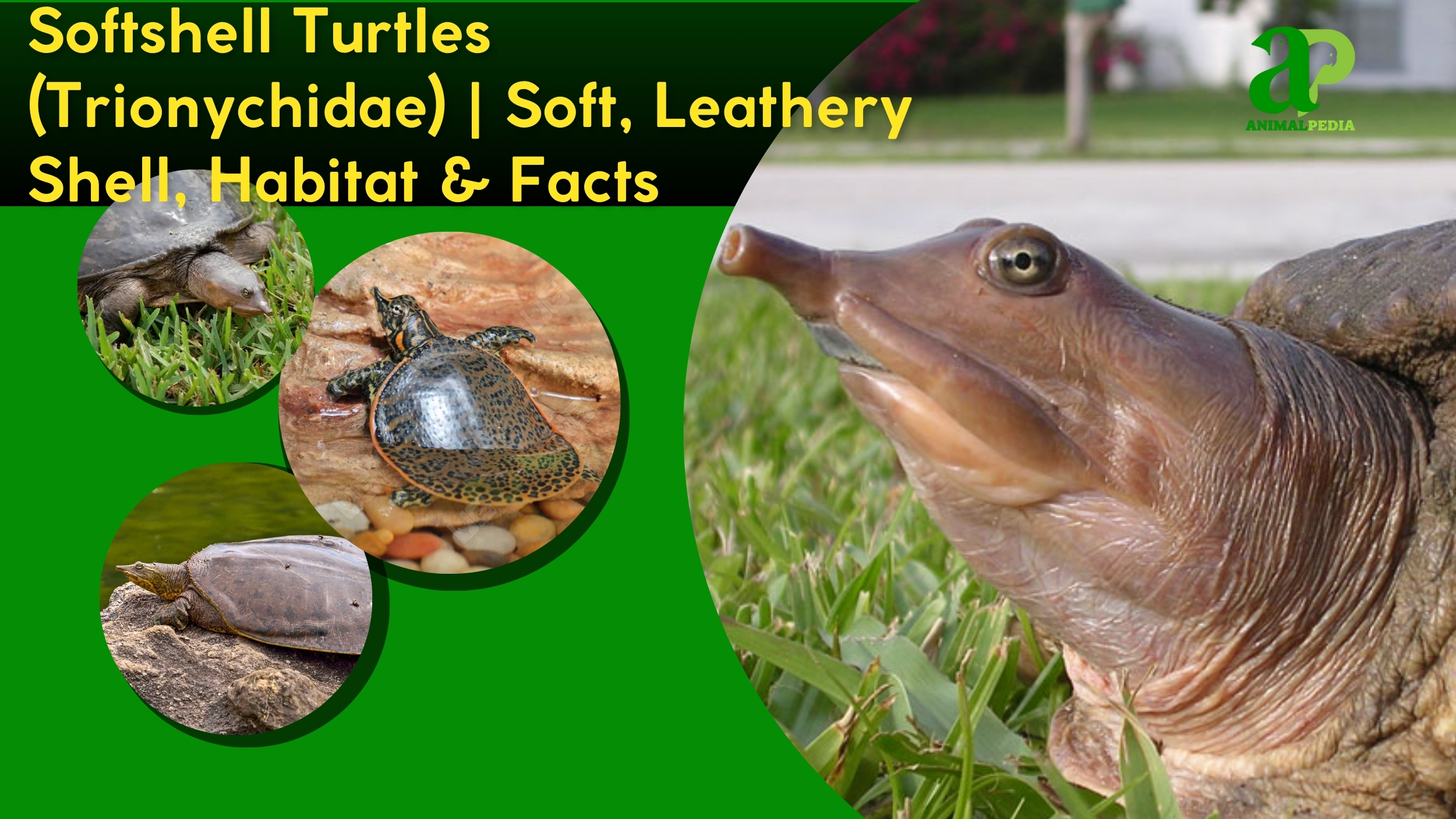 softshell turtles species guide