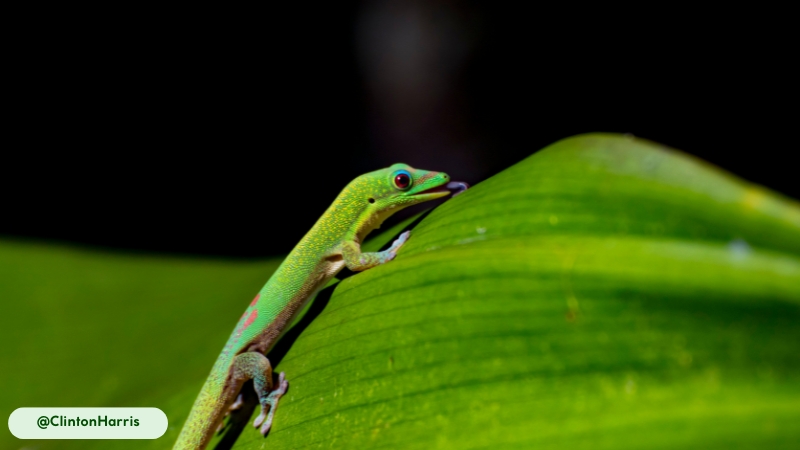 giant day gecko specialized drinking habitat
