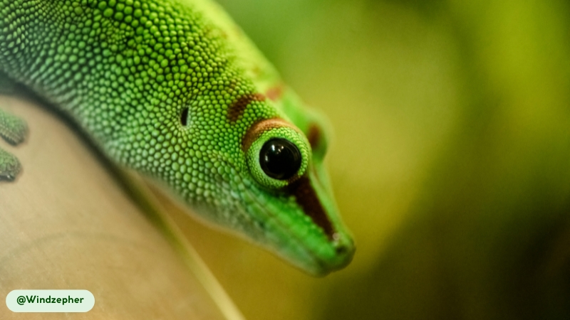 subspecies of the madagascar day gecko