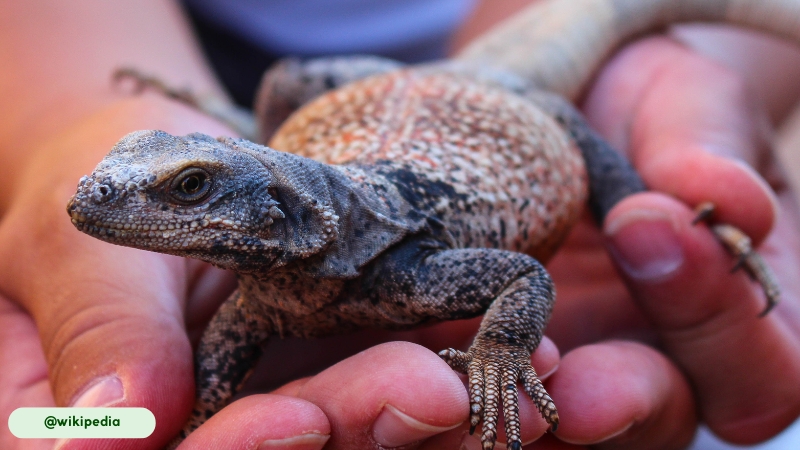 Taxonomic revisions are probable