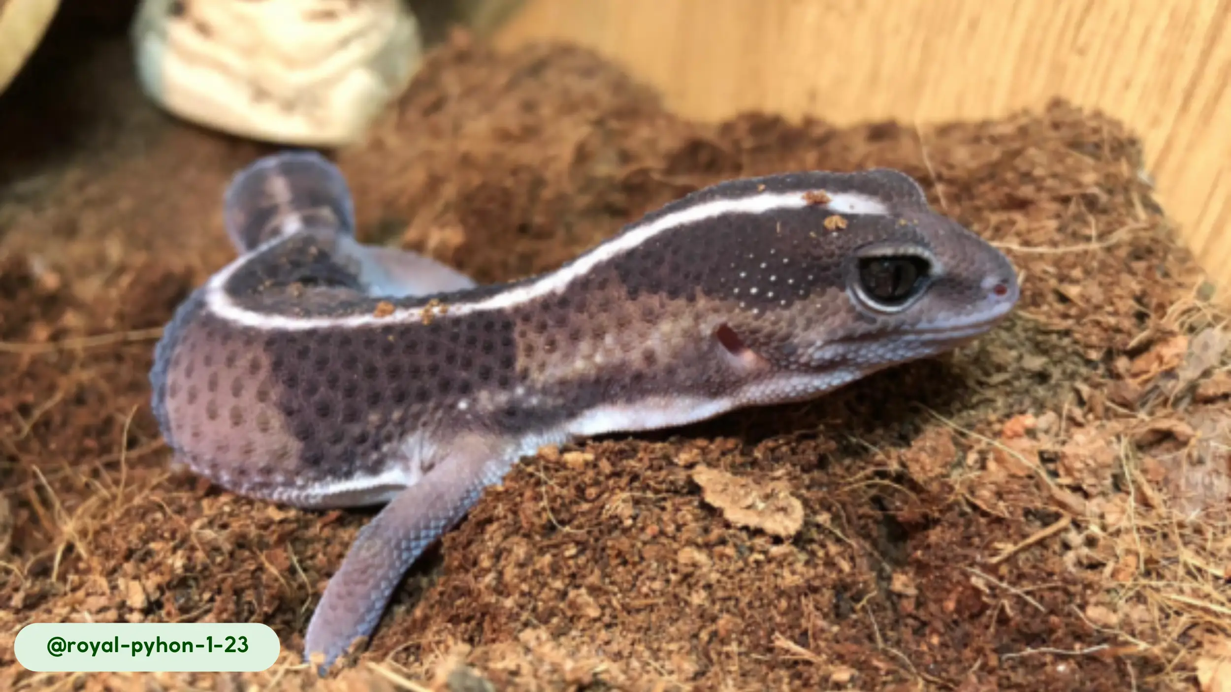 Temperature determines a geckos sex