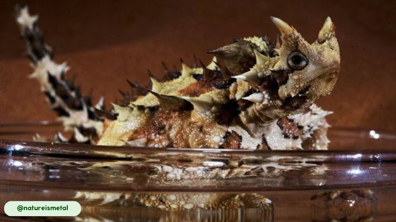 the microscopic channels on the thorny devils skin