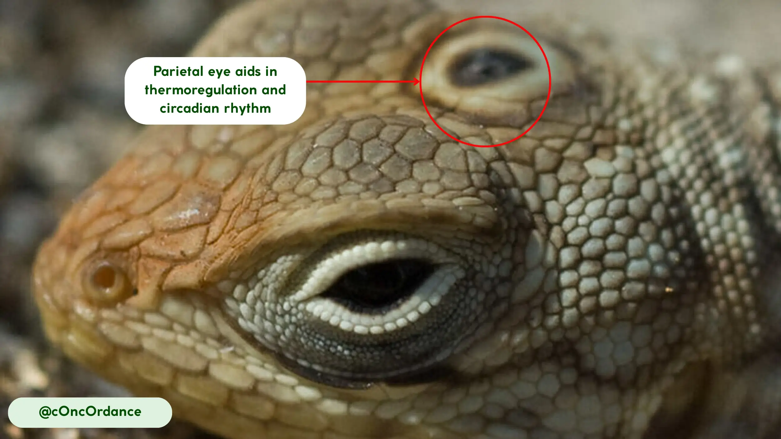 the parietal eye of tuatara
