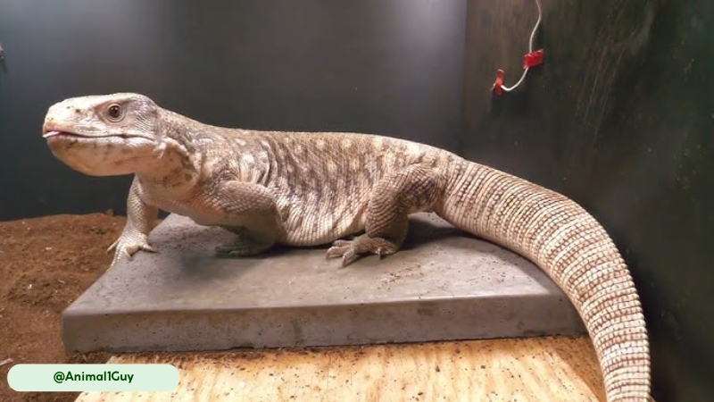 savannah monitor have tail as a fat reservoir