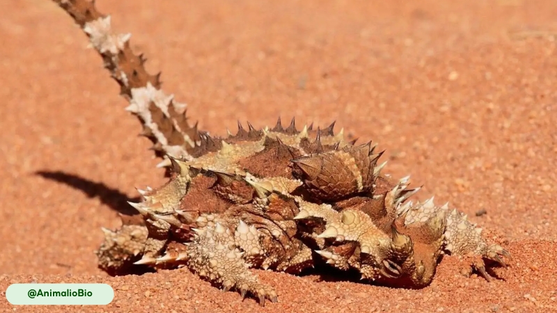 the spiky knob located on the thorny devils neck