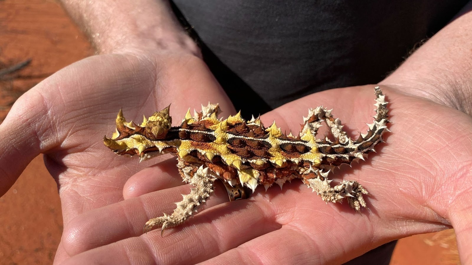 the thorny devil beneficial to humans