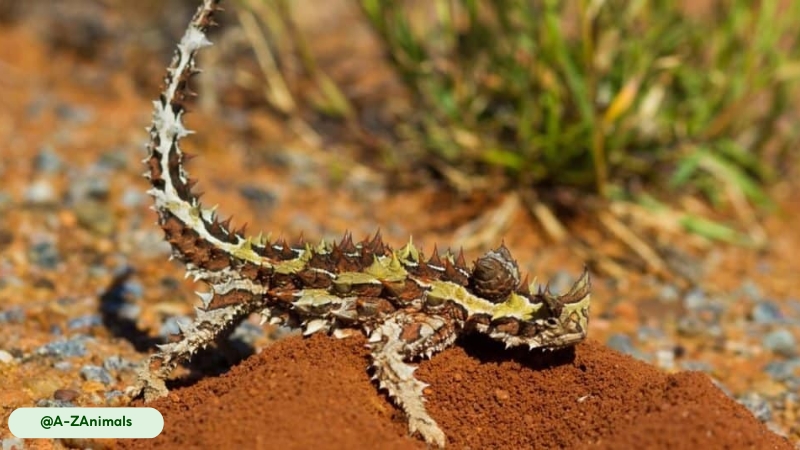 thorny devil can consume an astonishing number of ants