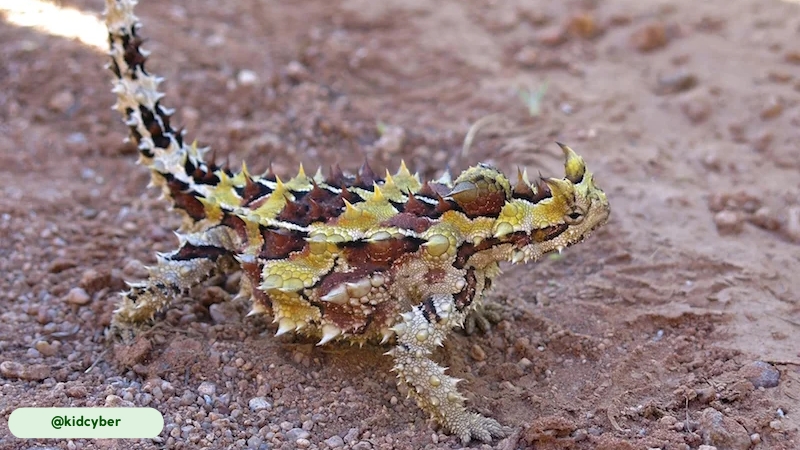 thorny devil have long lifespan