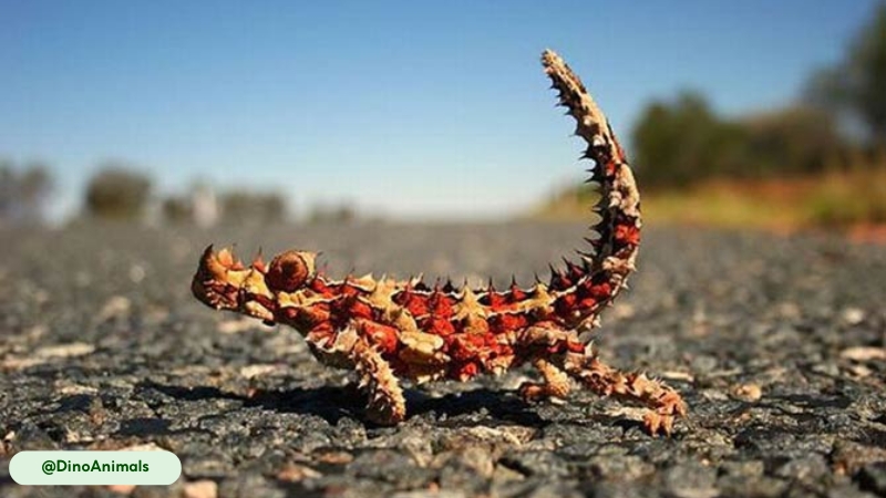 thorny devil hibernates at night