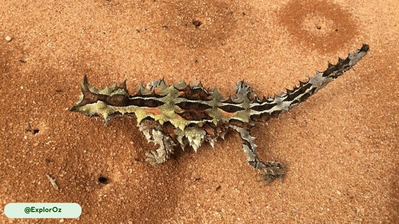 Thorny Devil is likened to a silent hunter