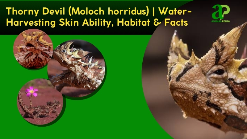 Thorny Devil species guide