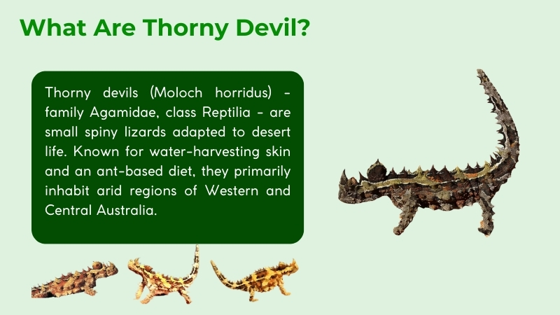 thorny devils are spiny desert lizards of australia