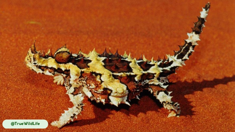 thorny devil have color-changing camouflage.