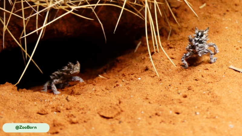 thorny devil species burrrow