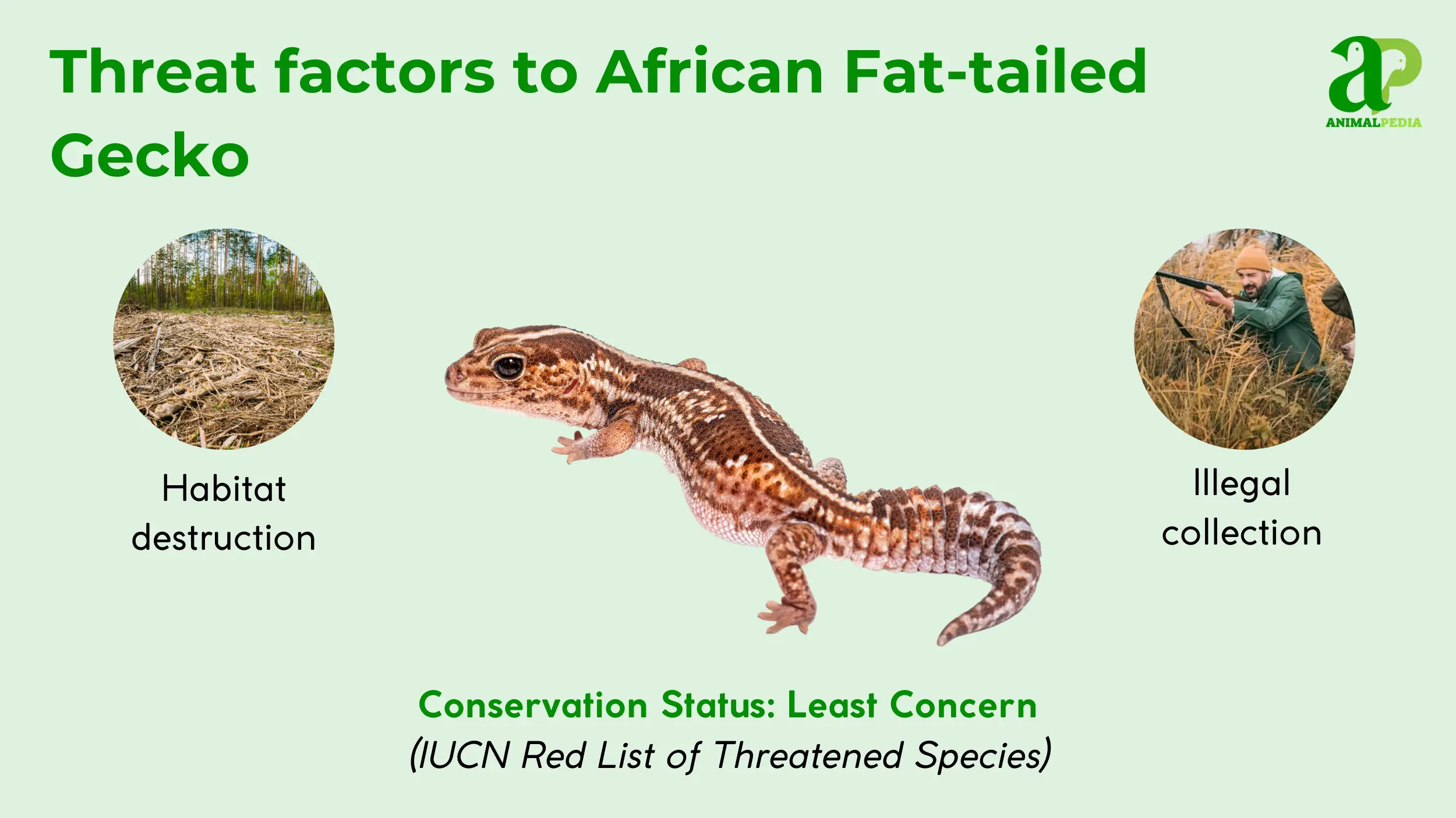 threat factors to african fat tailed