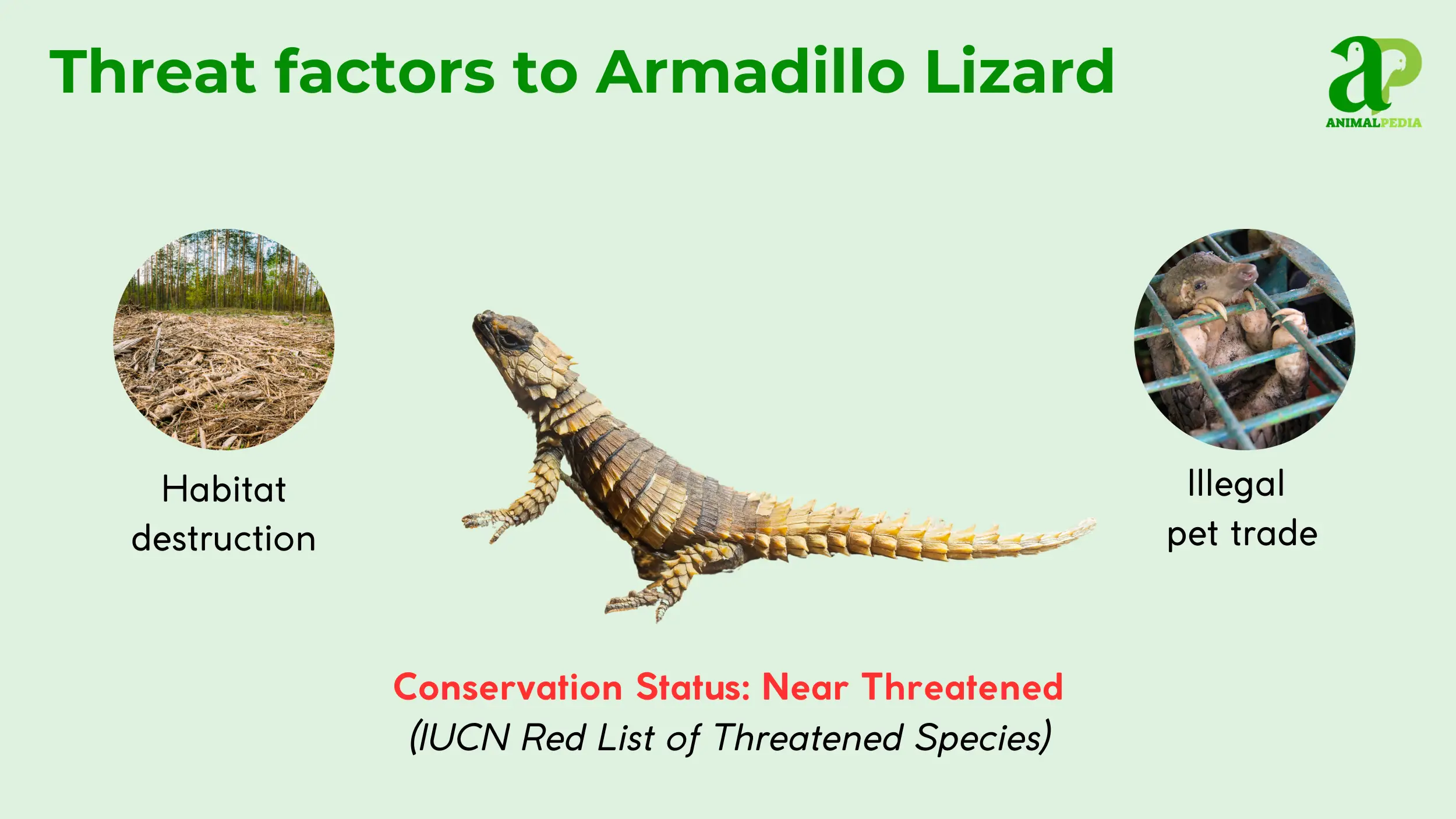 threat factors to armadillo lizard