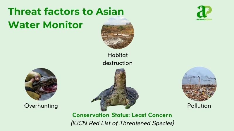 threat factors to asian water monitor