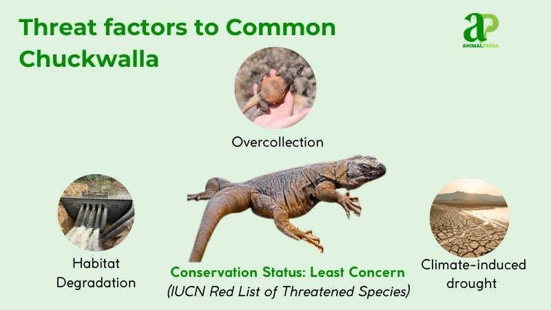 threat factors to common chuckwalla
