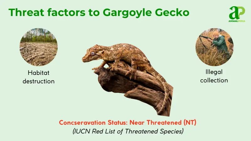 threat factors to gargoyle gecko