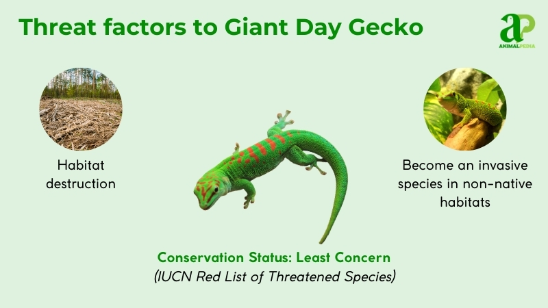 threat factors to giant day gecko