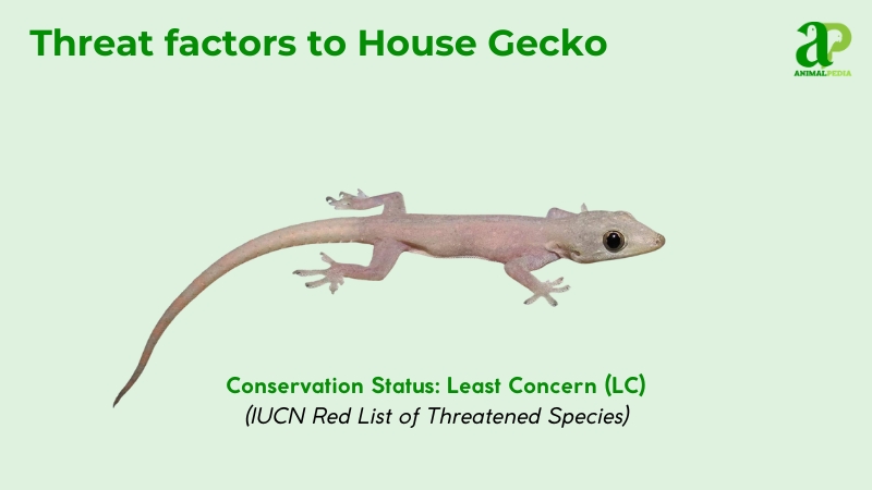 threat factors to Common House Gecko