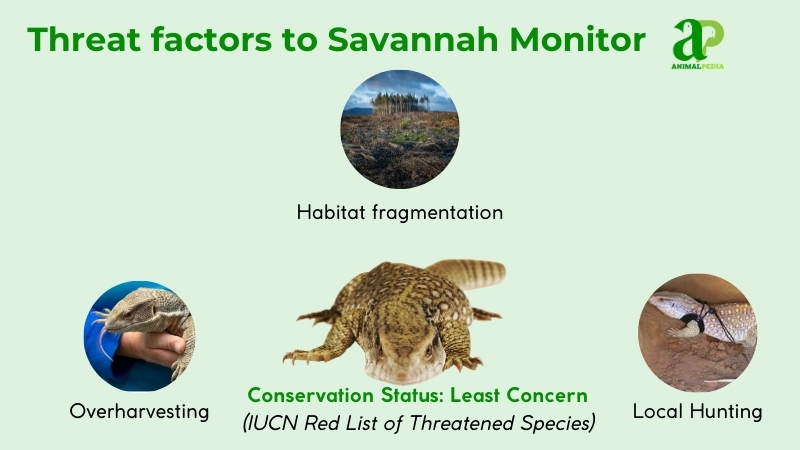 threat factors to savannah monitor