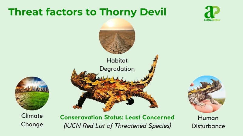 threat factors to thorny devil