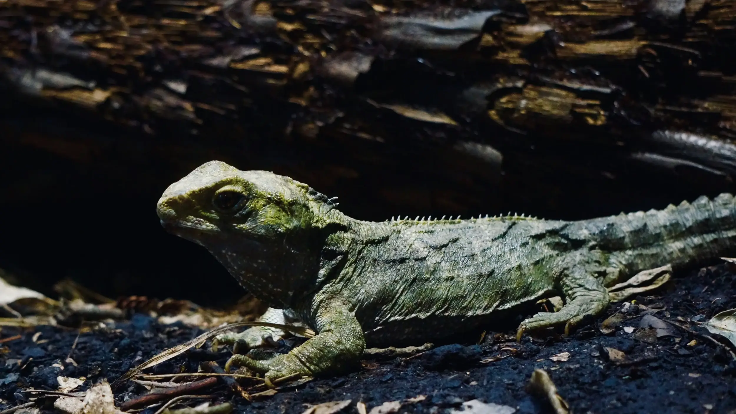 tuatara active at night