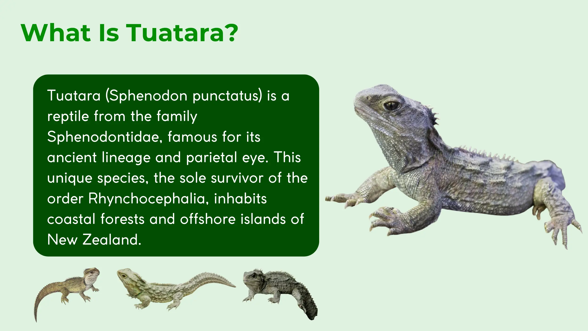 tuatara from the family sphenodontidae