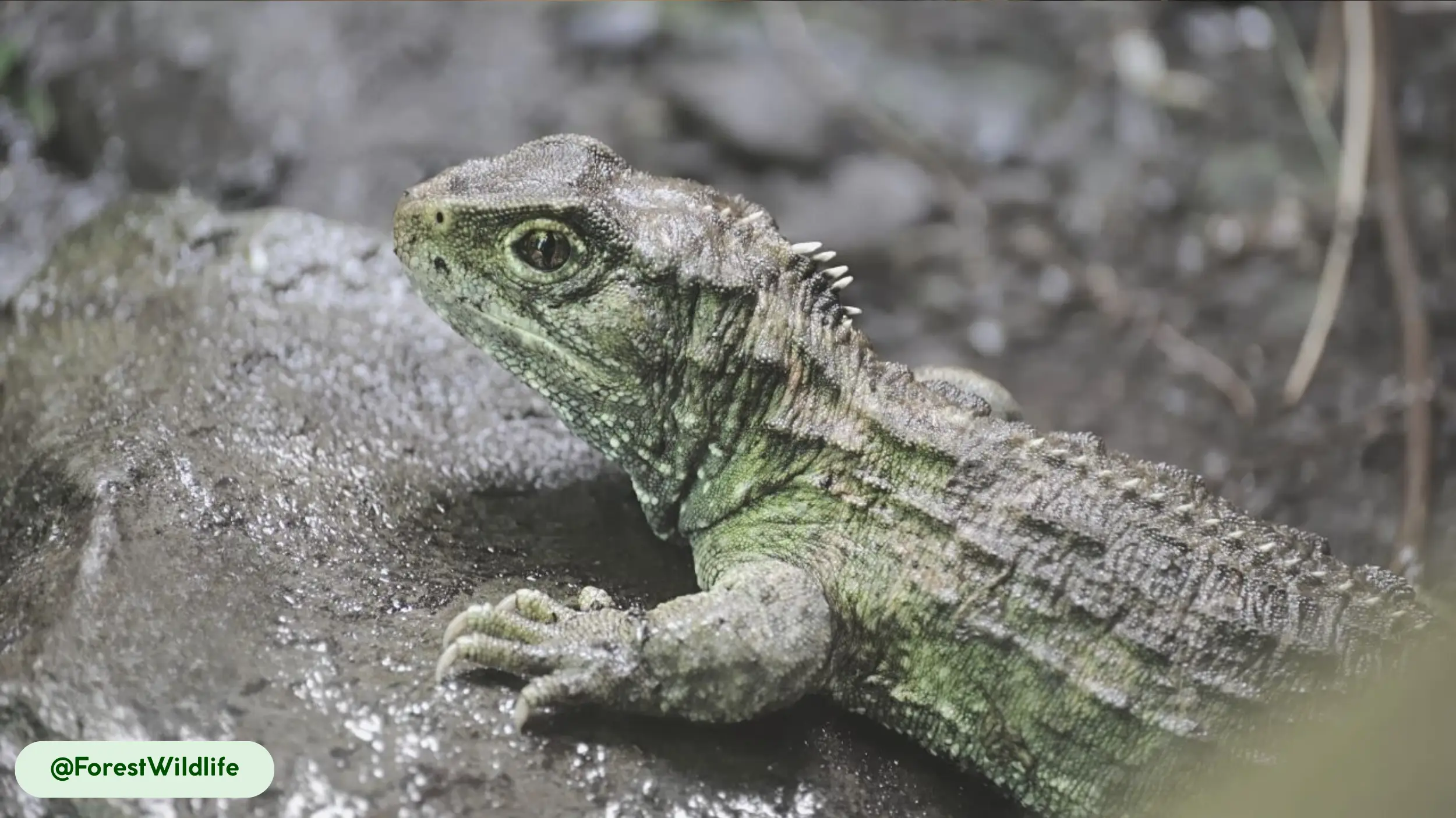 Tuatara have an incredibly slow metabolic rate