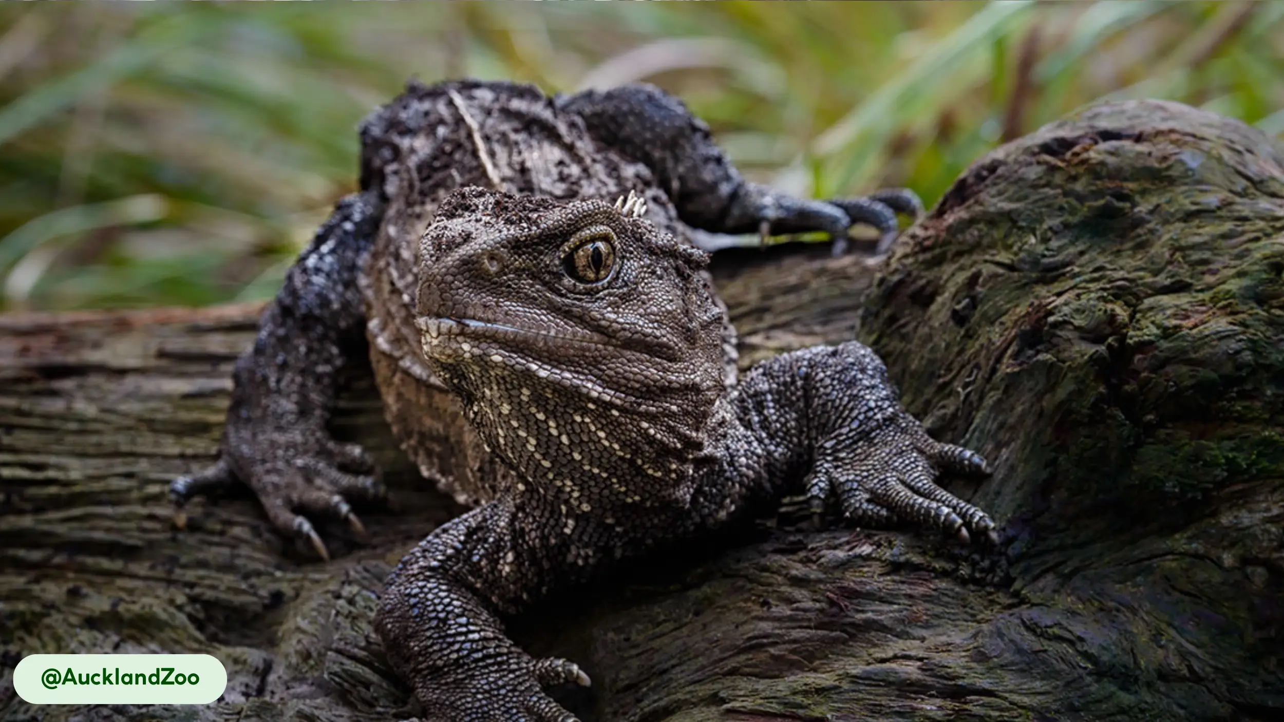 Tuatara have distinctive skull