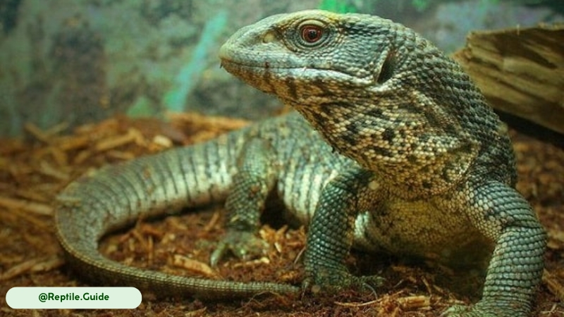 unique cardiac response of savannah monitor