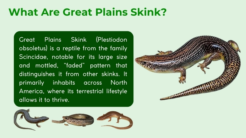 what are great plains skink