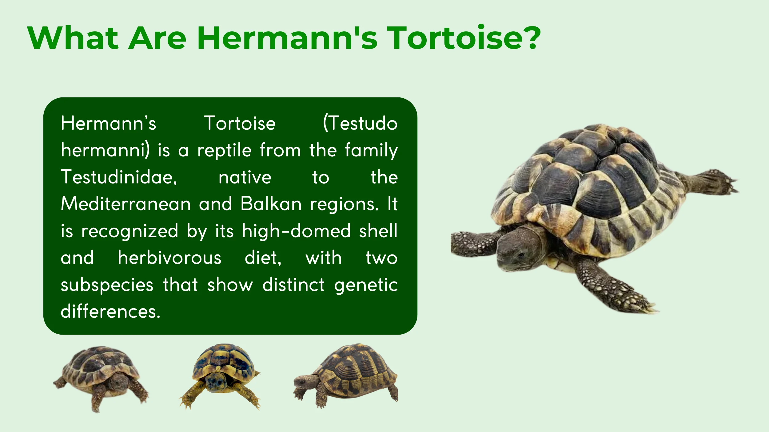 what are hermann's tortoise